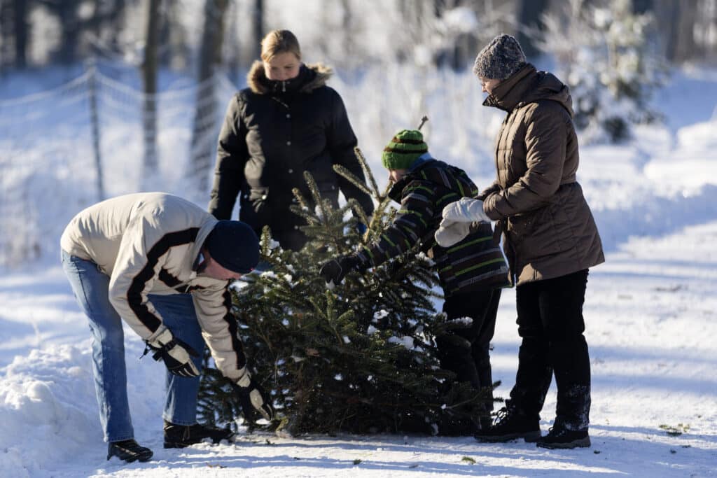 The poetry of Christmas trees - Catholic Herald